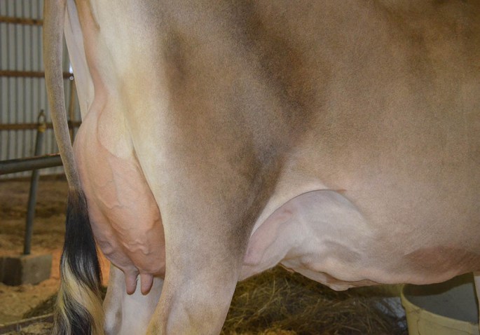 LOT 19 - BILLINGS DEACON MACI, VG-87% is pregnant and due back in November  to "Gentry" after calving with her second calf in October, 2013. She had 45 lbs. of Milk on her March test.