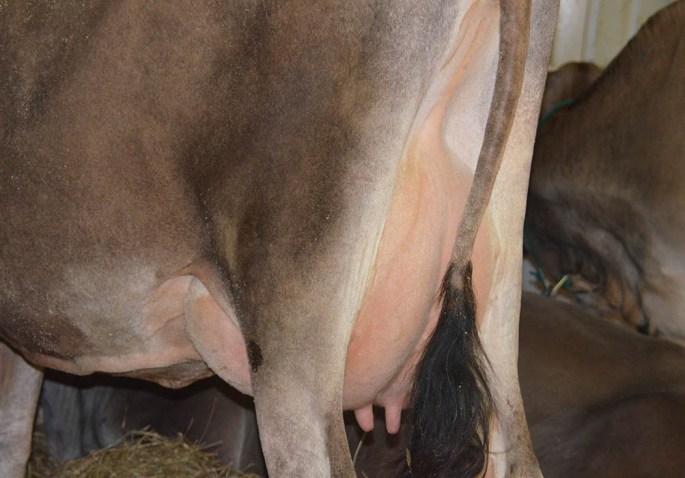 LOT 29 - MENDA HIRED GUN WHISKERS, VG-83%  She was fresh on March 1, 2014 and is selling fresh with 53 lbs of Milk on her March Test.