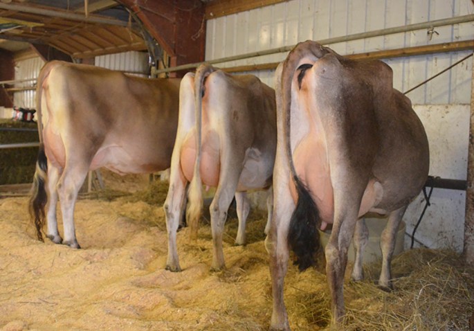 3 Quality milk cows with type and production to offer.