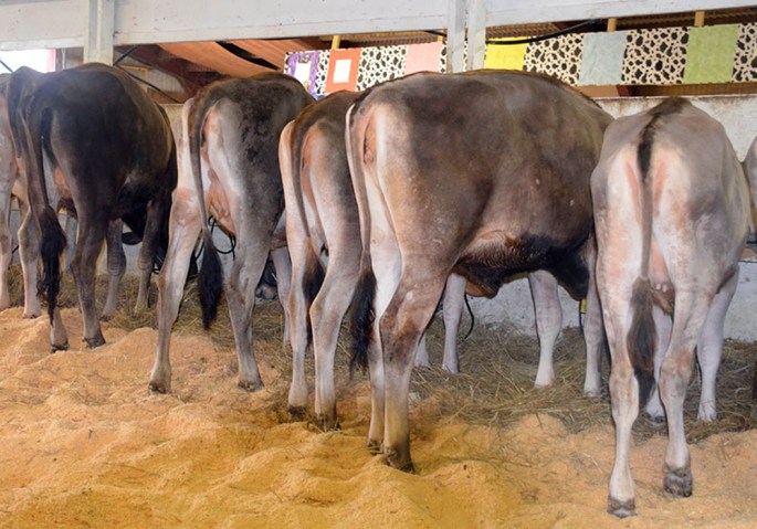 Tie-Up Project Calves 2