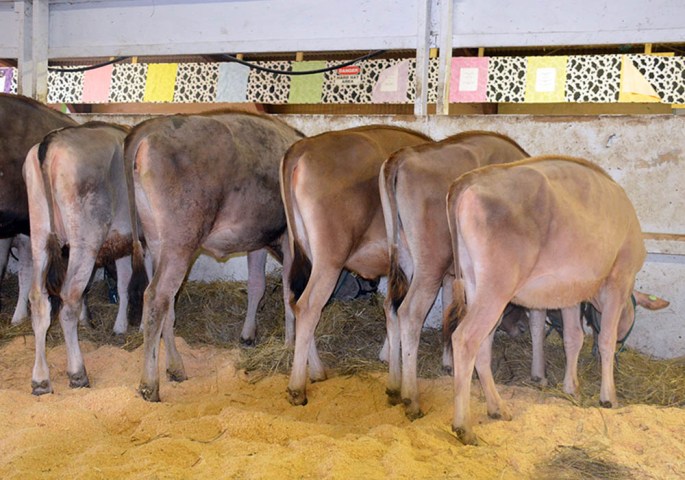 Tie-Up Project Calves