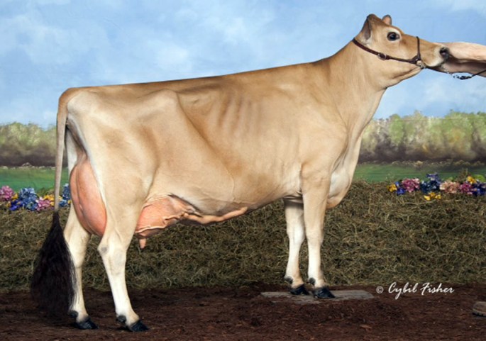 TIERNEYS NEPTUNE KELSEY, E-90% Dam of Lot 23, HI POITS BIG SHOW KATARINA who is due to calve on June 25, 2014 to Norse Star Knockout, 138JE4835