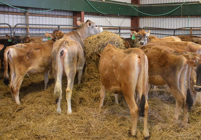 The younger open heifers (click on the picture for the video) are small in size, but mighty in number. Grouped with the older open heifers, the groups number around 109 strong.