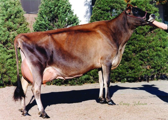 Bachelors Sambo Emmy 661