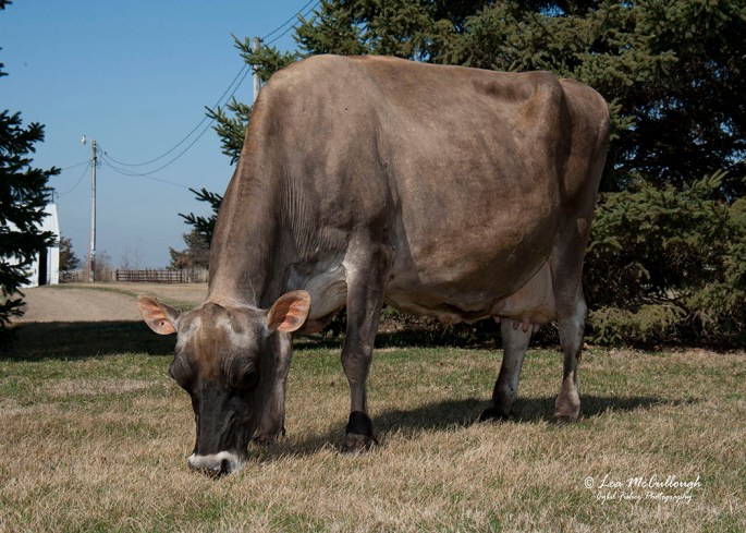 Bachelors Sambo Emmy 661_Front_2012