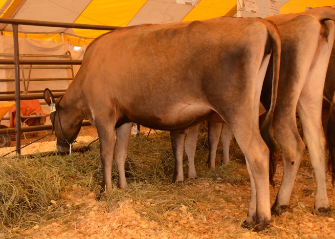 LOT 1 - PAGE-CREST RESPONSE KIMONO-ET Born 4/25/2013 CLICK ON PICTURE FOR VIDEO