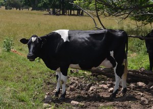 LOT 1002 - OA PAGE-CREST PJS 1002 Born 2/2/2012 Due Any Day to "Victory"