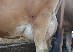 Lot 1111's Udder
