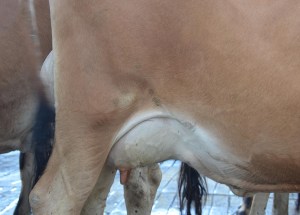 Lot 1143's Udder