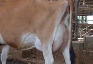 Lot 1146's Udder