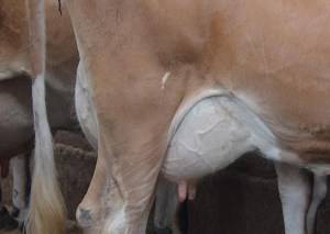 Lot 1147's Udder