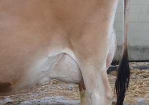 Lot 1151's Udder