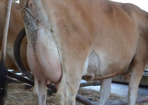 1156's Udder