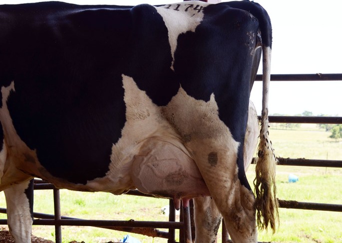 Cows with quality udders, like this one on Lot 1174 (Holstein) will sell today. CLICK ON THE PICTURE FOR THE VIDEO OF COWS WALKING TO THE PARLOR !