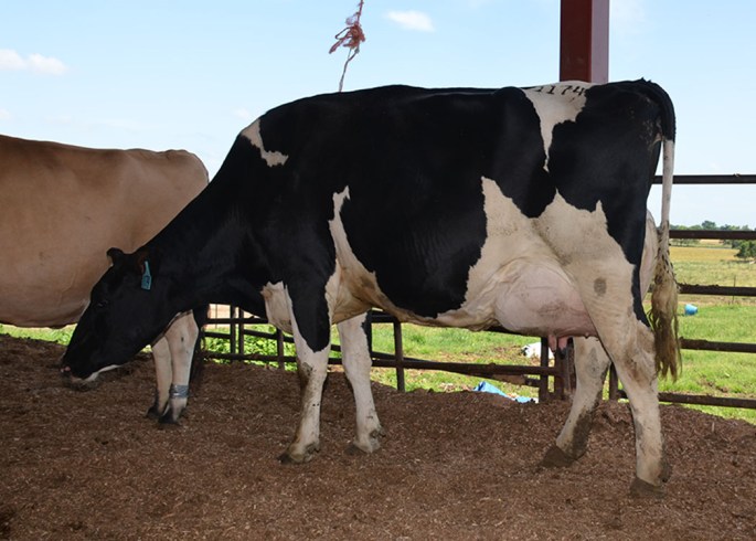 JERSEYS - HOLSTEINS - CROSS BREDS.  All Quality milk cows, Pick your color!