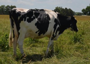 LOT 1184 (HOLSTEIN)  Born 3/1/2011 Fresh: 6/6/2013 and Due 7/17/2014 to Robthom Integrity-ET