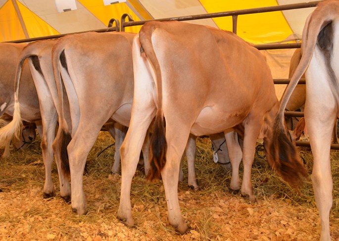 LOT 3 - PAGE-EXCITATION 879 She is a full sister to the heifer in the catalog!