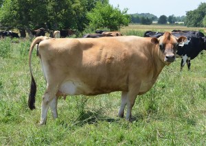 LOT 362 - PAGE-CREST MAESTRO SUE Born 9/2/2008 Fresh 3/2/2013 and Due 7/21/2014 to Page-Crest Tequila Hank