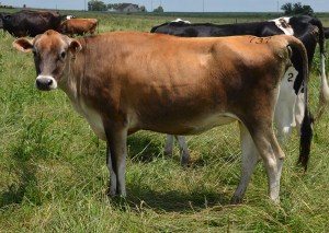 LOT 737 - PAGE-CREST KING PIN JOAN Born 6/18/2012 Bred 35 Days