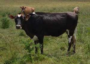 LOT 741 - OA PAGE-CREST EMMETT 741 Born 6/23/2012 Bred 70 Days