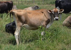 LOT 746 - PAGE-CREST KINGPIN 746 Born 9/4/2012 Bred 30 Days