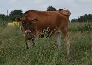 LOT 752 - PAGE-CREST BARBARO PLAYER Born 9/15/2012 Bred 90 Days