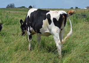 LOT 791 (HOLSTEIN) -  Born 10/5/2012 Bred 30 Days to Jersey Bull