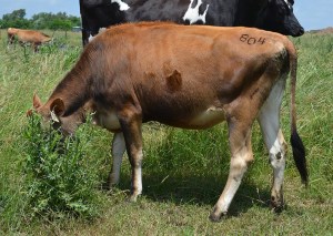 LOT 804 - PAGE-CREST JAGUAR 804-ET Born 3/2/2013 Bred 35 days to "Connection 674"