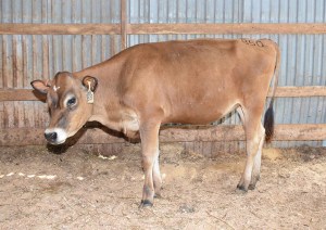 LOT 850 - PAGE-CREST HANK 850 Born 6/1/2013 Sells Open