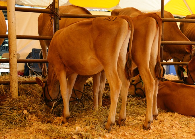 LOTS 911 AND 910 - SELLING AS A PAIR