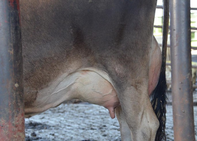 Just a quick snapshot of the quality udder available from the Page Crest herd. CLICK ON THE PICTURE TO SEE THE VIDEO OF A PORTION OF THE COWS SELLING!