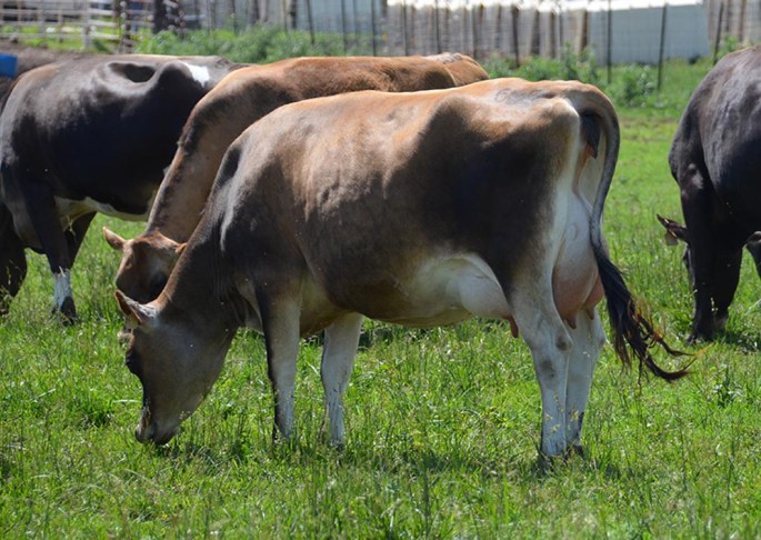 Video was taken of the Bred Heifer / Dry Cow pasture at the Page Crest Sale. CLICK ON THE PICTURE FOR THE VIDEO.