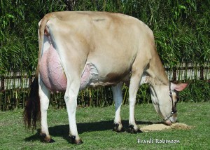 LOT 24 - BARKLY KATE, E-92%  ___________________ 6 Embryos sired by TJF Visionary Regency and out of Barkly Kate