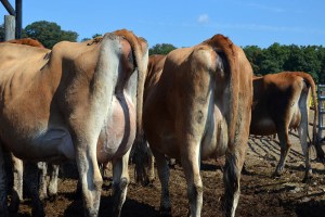 There are over 100 3rd Trimester heifers and over 30 2nd Trimester heifers selling. Watch a video of their pen by clicking here.