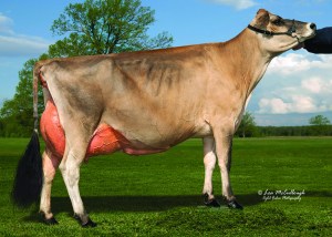 LOT 19 - EDGEBROOK SHYSTER CHELSEA, VG-88% is showing in the Central National Jersey Show on Wednesday morning. Fresh August 1, she is already a proven winner! Click here for her video!