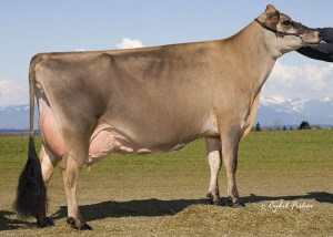 DAM OF LOT 20 A/B CHOICE - FAMILY HILL SD FAVORITE, E-95% _______________ First Choice Female sired by Hawarden Impuls Premier OR Steinhauers Iatola Applejack and out of "Faith"