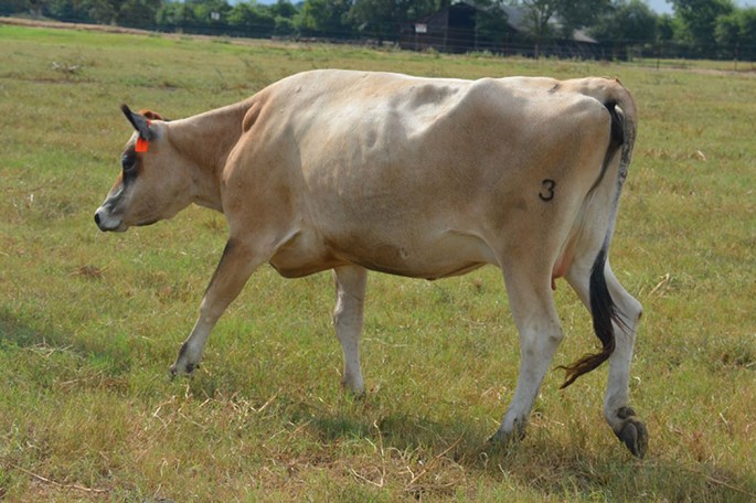 LOT 1: ACTION GLEAM OF HER MAN Pregnant 8 Months, out of an 89% two-year-old dam From HerMan Jerseys & Elmurst Farm, Chester, SC