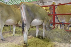 LOT 10 - LOOKOUT G PEEK-A-BOO, Born 1/7/2014 Click on picture for video