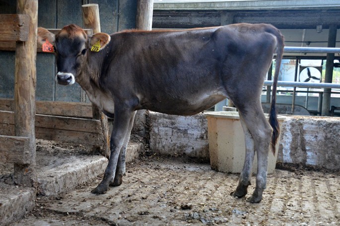 LOT 106: CENT SUZABELLE Is a December, 2013 heifer from Sooner Centurion-ET and a Very Good dam with five lactations, followed by an Excellent 90% grandma with over 18,000M.  Consigned by Cedarcrest Farms, Faunsdale, AL 