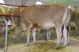 LOT 11 - TLJ VISIONARY BREE-ET, Born 9/14/2014 | GJPI +246 | GJUI +2.85 Click for video