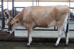 Lot 12 can be seen on VIDEO by clicking here!