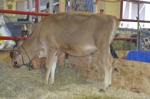 LOT 1 - WAKKER PERFORM VIDA 8279,  Born 5/8/2014 | GJPI +206 | GJUI +4.02 Click here for her video