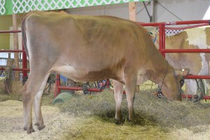 LOT 13 - FREEMANS PREMIER ALMEDA, Born 12/23/2012 | Due in January to "Barnabas" Click for video