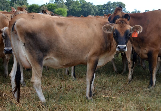 LOT 2: HER-MAN TITAN GLADYS Due in October to Cinnamon Ridge Vision Rave-ET From Amanda Stiles Lutz, Chester, SC