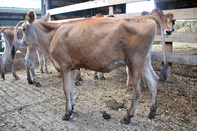 LOT 200: PAT KARI An April heifer from an VG-80% BW Surefire dam Consigned by Cedarcrest Farms, Faunsdale, AL