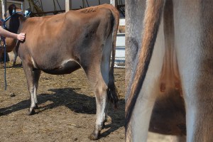 Lot 282 is a featured lot in this year's sale. Watch her video here. This September 2013 heifer was Junior Champion at the 2014 WV State Dairy Show and is a "Surefire" that goes back to Veronica on the maternal side!