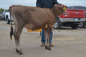 LOT 3 - ORTHRIDGE AXIS JAYLENE-ET, Born 3/24/2014 | GJPI +178 | GJUI +4.65 Click here for her video