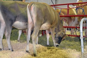 LOT 30 - EDGEBROOK VELOCITY CASSIE - Added Lot in the Top of the World Sale! Click here for her VIDEO!