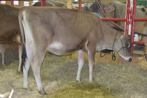 LOT 5 - CROSSBROOK IMPRESSION DIXIE-ET, Born 3/7/2014 Click her for her video
