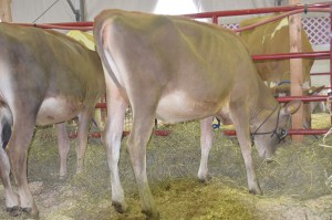 LOT 6 - FIRE LEXIE OF AVON ROAD, Born 3/7/2014 | GJPI +76 She is in the sale pack, getting ready for the show! Click on picture for video